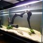 freshwater fish tank (mostly fish and non-living decorations) - Puffer fish tank