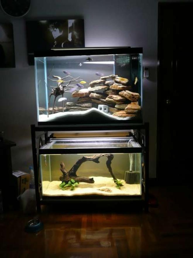freshwater fish tank (mostly fish and non-living decorations) - my 2 tanks