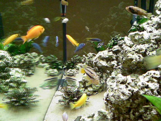 66 gallons freshwater fish tank (mostly fish and non-living decorations) - side view