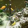 66 gallons freshwater fish tank (mostly fish and non-living decorations) - side view