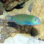 saltwater fish - thalassoma lunare - moon wrasse stocking in 150 gallons tank - Mr. Moon