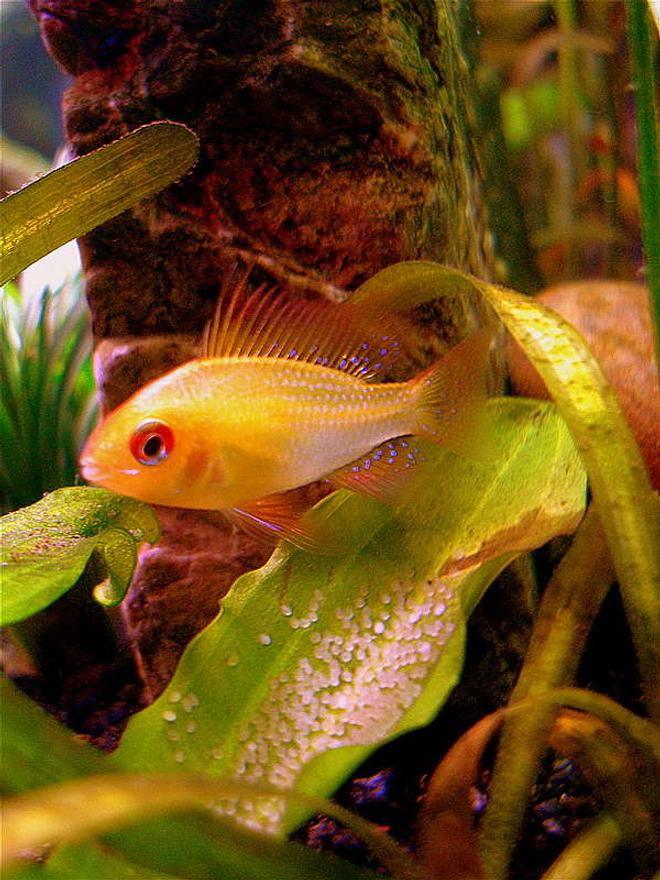 freshwater fish - papiliochromis ramirezi - german gold ram stocking in 20 gallons tank - Gardian Angel