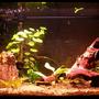 20 gallons planted tank (mostly live plants and fish) - Blue Ram Sweety Pie