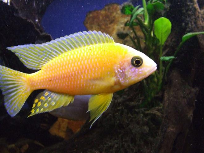 freshwater fish - aulonocara sp. - dragon blood peacock cichlid stocking in 55 gallons tank - Dragon Blood Peacock