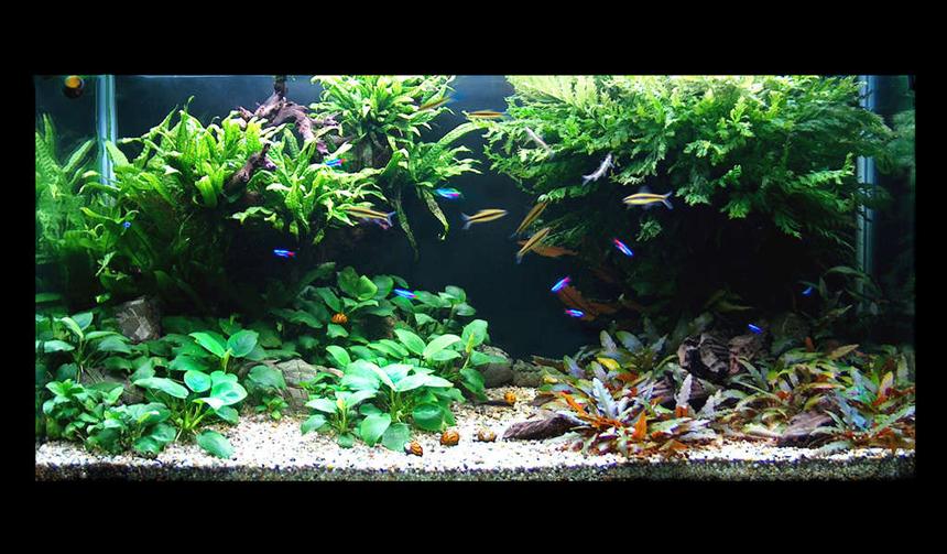 Rated #27: 60 Gallons Planted Tank - front view