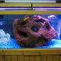 125 gallons freshwater fish tank (mostly fish and non-living decorations) - 125 gallon cichlid tank