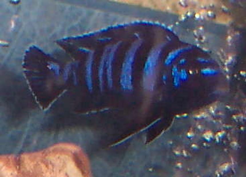 Rated #83: Freshwater Fish - Pseudotropheus Demasoni - Demasoni Cichlid Stocking In 125 Gallons Tank - demasoni