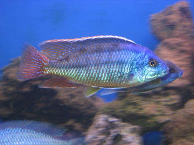 freshwater fish - protomelas taeniolatus - red empress stocking in 225 gallons tank - Red Empress