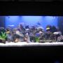 225 gallons freshwater fish tank (mostly fish and non-living decorations) - Another tank shot