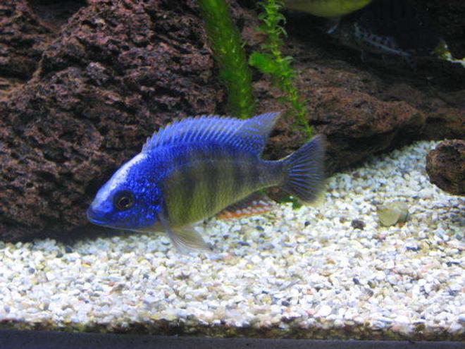 freshwater fish - protomelas steveni - taiwan reef stocking in 225 gallons tank - Taiwan reef