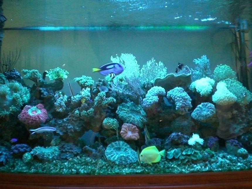 Rated #118: 176 Gallons Reef Tank - Tank