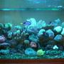 176 gallons reef tank (mostly live coral and fish) - Tank