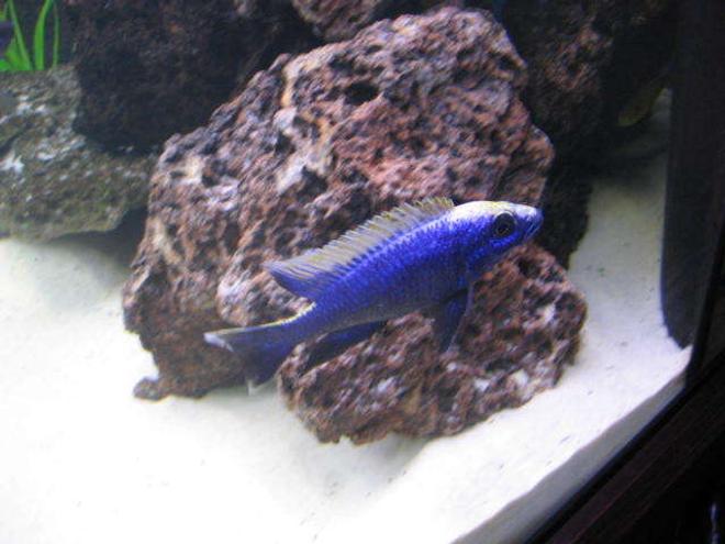 freshwater fish - otopharynx lithobates - yellow blaze stocking in 225 gallons tank - Otopharynx lithobates zimbawe rocks (Yellow Blaze)