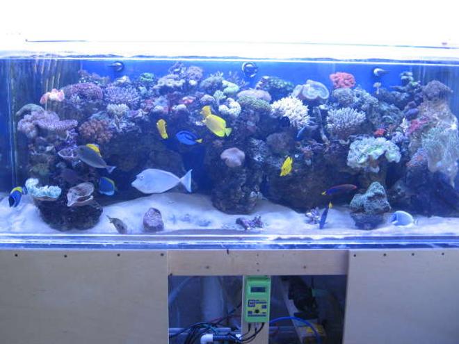 225 gallons reef tank (mostly live coral and fish) - REEF'N