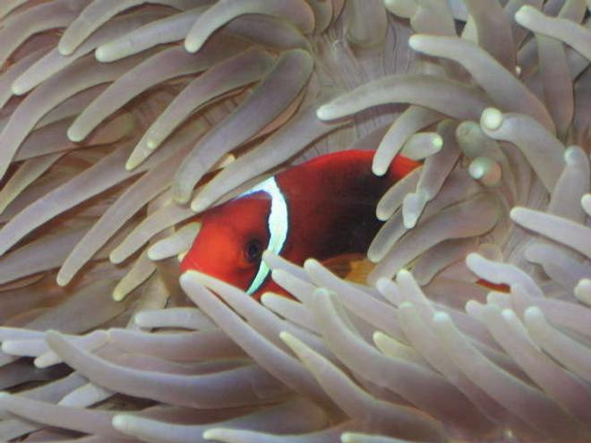 saltwater fish - premnas biaculeatus - maroon clownfish stocking in 225 gallons tank - peekaboo