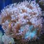 corals inverts - catalaphyllia jardinei - elegance coral stocking in 225 gallons tank - Red Tip Elegant