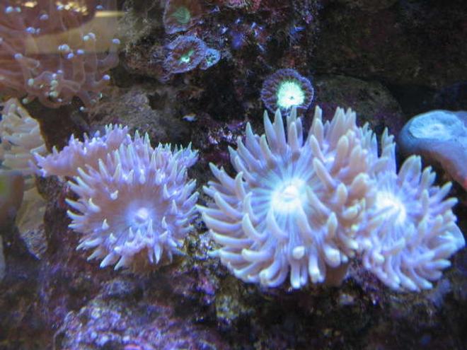 corals inverts - duncanopsammia axifuga - giant green polyp duncan stocking in 225 gallons tank - Duncan mania
