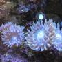 corals inverts - duncanopsammia axifuga - giant green polyp duncan stocking in 225 gallons tank - Duncan mania