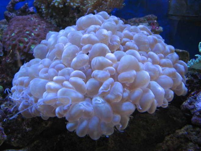 corals inverts - plerogyra sinuosa - bubble coral stocking in 225 gallons tank - Bubblelicious