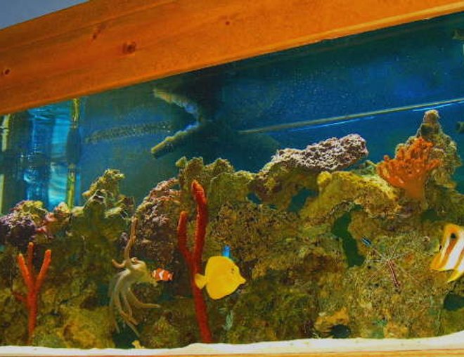 75 gallons saltwater fish tank (mostly fish, little/no live coral) - 75 gallon tank 6   months old