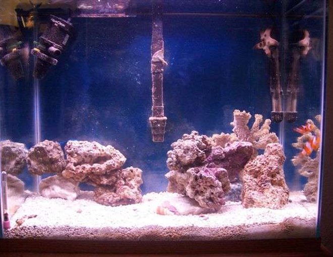 125 gallons saltwater fish tank (mostly fish, little/no live coral) - 30gal tank, 2Clowns,1Purple Dottyback,1Green Mandarin,1Starfish,1Sea serpant,1Horseshoe crab,and 12lbs of Live rock