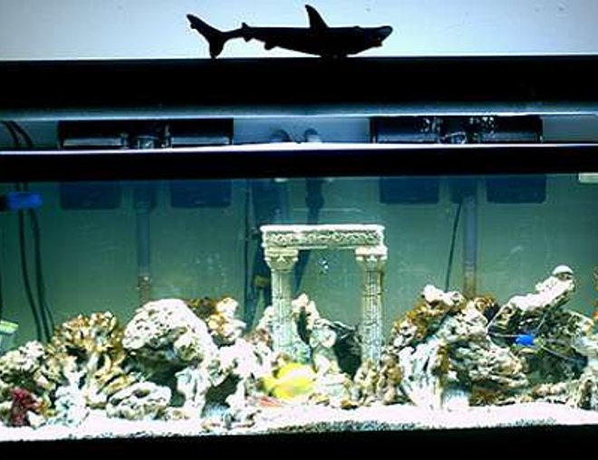 75 gallons saltwater fish tank (mostly fish, little/no live coral) - 75g