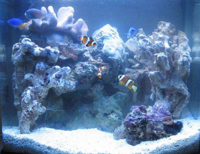 4 gallons saltwater fish tank (mostly fish, little/no live coral) - 1 WEEK OLD
My 16 litre (4 gallon) reef tank : )