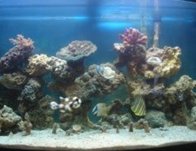 46 gallons saltwater fish tank (mostly fish, little/no live coral) - My pride and joy, 46 Gallon Bowfront 3 Months up and running.