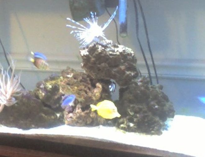 60 gallons saltwater fish tank (mostly fish, little/no live coral) - i dont have a really good camera only a phone so be eazy bitches