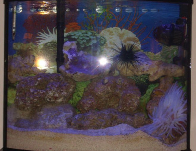 20 gallons saltwater fish tank (mostly fish, little/no live coral) - This small 20 gallon tank takes much maintence but is totally worth it!!! My clownfish actually adapted to the  Pink Tip Anemone as you can see in the pictures i have. VERY RARE! Plus i have 8 baby starfish that appered in my tank after my big starfish died.