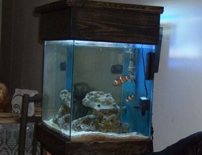 48 gallons saltwater fish tank (mostly fish, little/no live coral) - 13 gal salt water tank soon to a nano