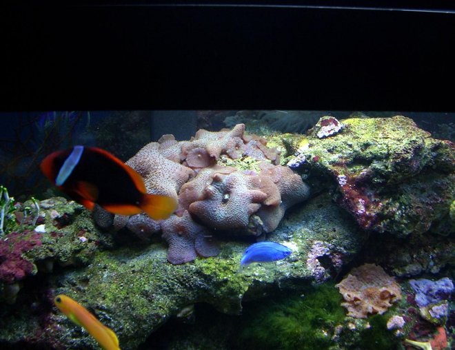 55 gallons saltwater fish tank (mostly fish, little/no live coral) - Coral and Fish