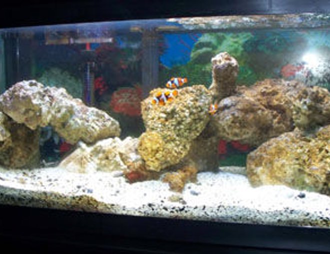 20 gallons saltwater fish tank (mostly fish, little/no live coral) - new live rock 5.08