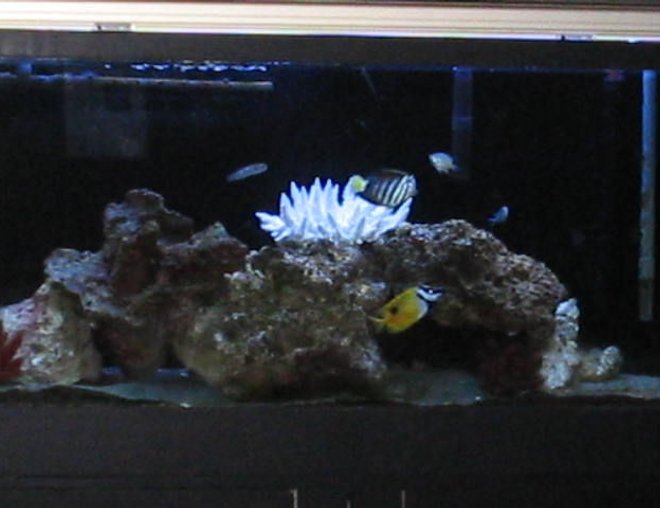 55 gallons saltwater fish tank (mostly fish, little/no live coral) - My 55