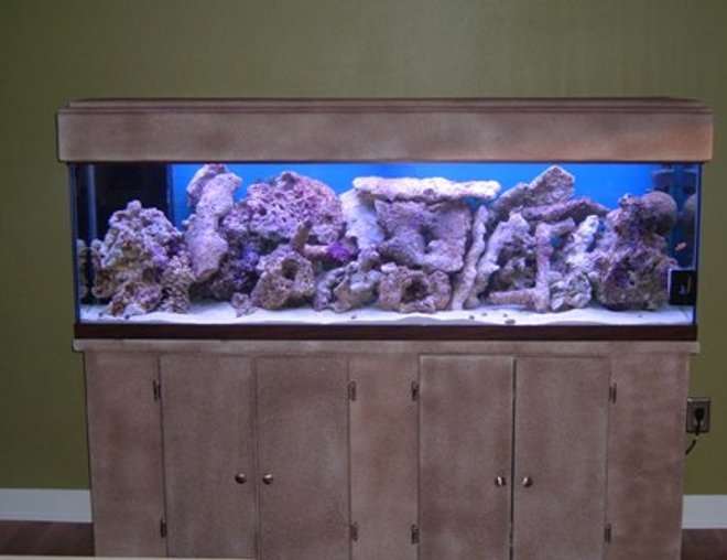 125 gallons saltwater fish tank (mostly fish, little/no live coral) - New tank. Just getting started