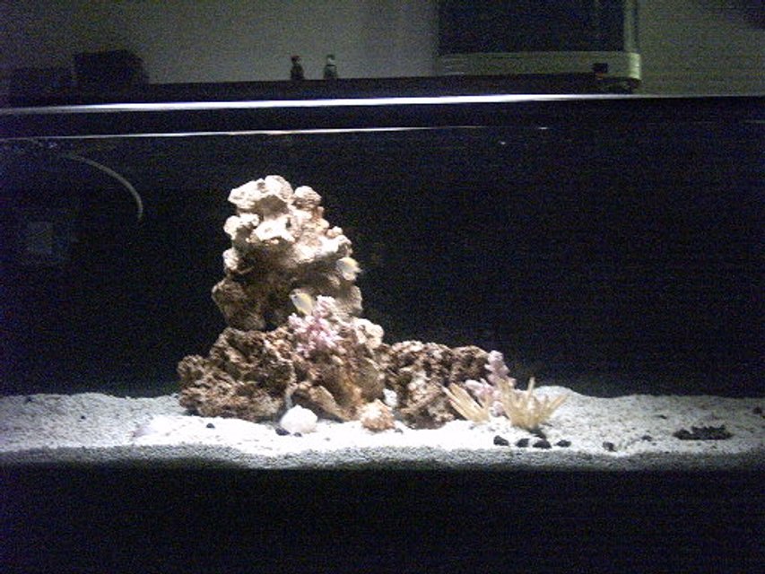 Rated #431: 70 Gallons Saltwater Fish Tank - My BABY!