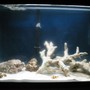 30 gallons saltwater fish tank (mostly fish, little/no live coral) - after about a month and a half running