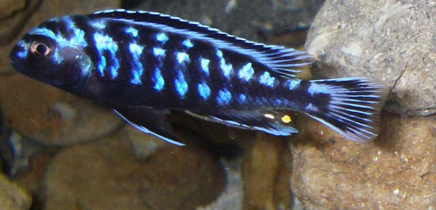 Rated #53: Freshwater Fish - Melanochromis Johannii - Johanni Cichlid Stocking In 29 Gallons Tank - Electric blue johanni