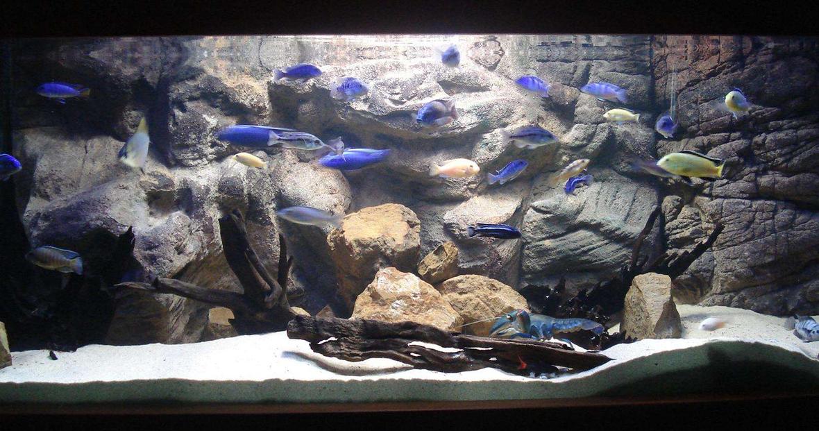 freshwater fish tank (mostly fish and non-living decorations) - Tank is 5"x2"x2" with an ocean sand substrate along with natural rocks and drift wood. It has a custom made latex rock background and is lit up using a large Halide light and an coral marine blue tube. Heating is supplies by the Jager heater and the water is kept crystal clear with the large Wet Dry filter.