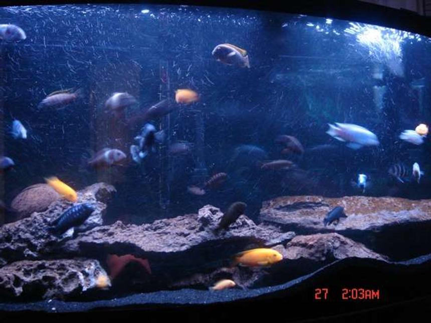 Rated #147: 72 Gallons Freshwater Fish Tank - It looks like they're in the wild swimming away....Cichlid World...