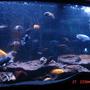 72 gallons freshwater fish tank (mostly fish and non-living decorations) - It looks like they're in the wild swimming away....Cichlid World...