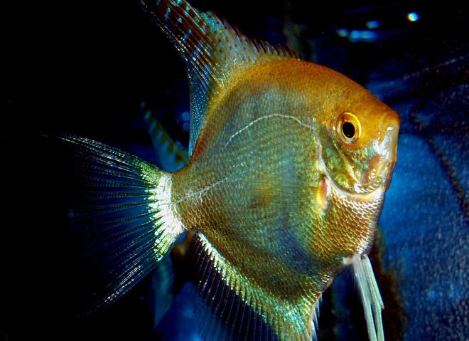 freshwater fish - pterophyllum sp. - gold veil angel stocking in 87 gallons tank - Dom male angel