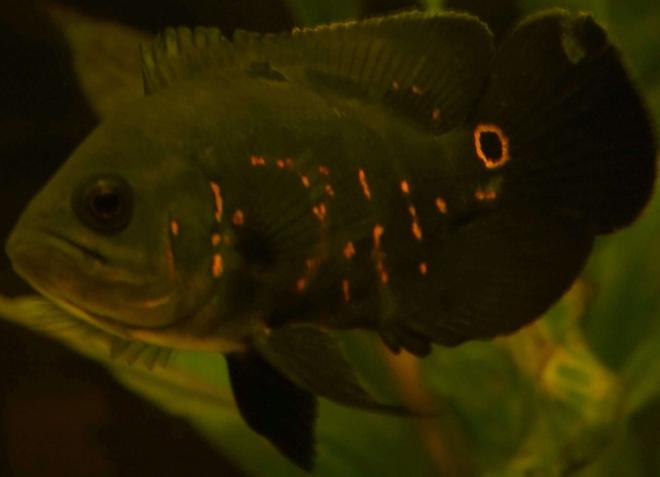 freshwater fish - astronotus ocellatus - tiger oscar stocking in 47 gallons tank - Here is my Oscar :)