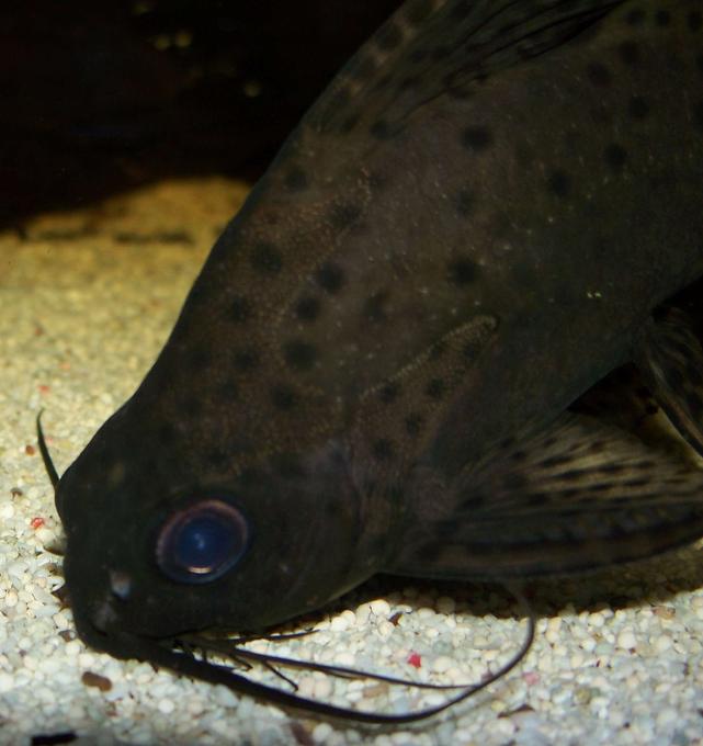 freshwater fish - synodontis eupterus - featherfin catfish stocking in 47 gallons tank - This is my Featherfin catfish feeding.
