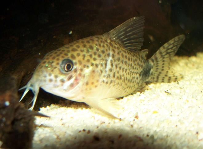 freshwater fish - corydoras caudimaculatus - tail-spot cory cat stocking in 47 gallons tank - My Caudimaculatus corydoras.