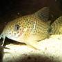 freshwater fish - corydoras caudimaculatus - tail-spot cory cat stocking in 47 gallons tank - My Caudimaculatus corydoras.