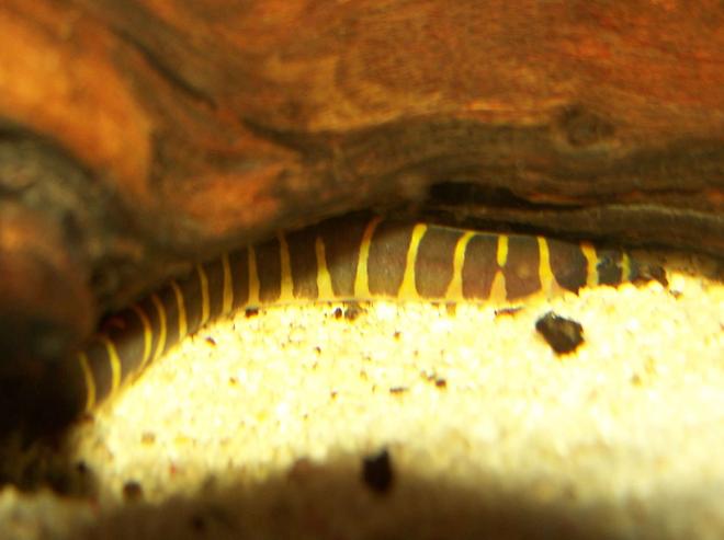 freshwater fish - pangio kuhlii - kuhlii loach stocking in 47 gallons tank - My little illusive Khuli loach which i only see once in a blue moon :)
He lived in the Juwel filter but he moved house when i filled the tank with bogwood so now he lives under the bogwood somewhere.