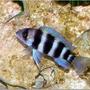 freshwater fish - cyphotilapia frontosa - frontosa cichlid stocking in 150 gallons tank - Frontosa