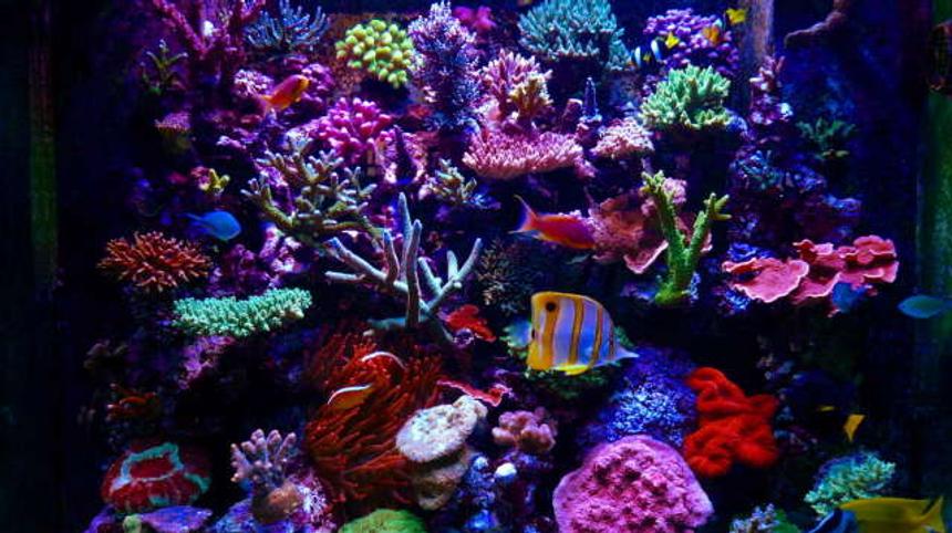 Rated #4: Fish Tank Picture - update