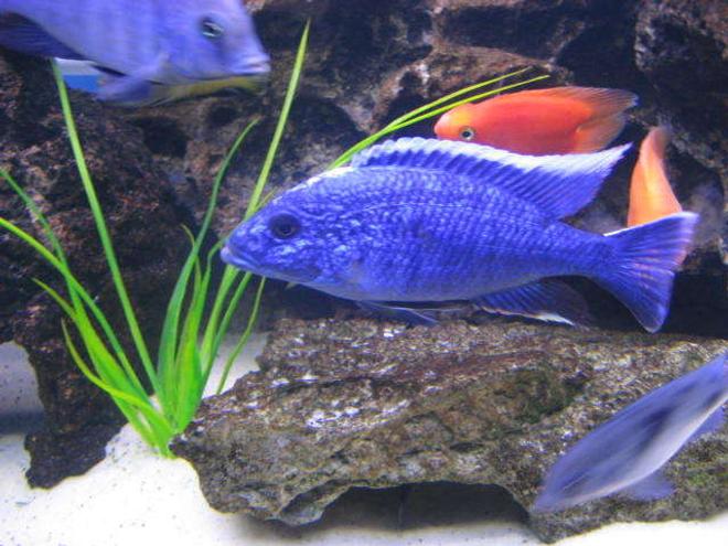 freshwater fish - sciaenochromis ahli - electric blue cichlid stocking in 225 gallons tank - Ahli